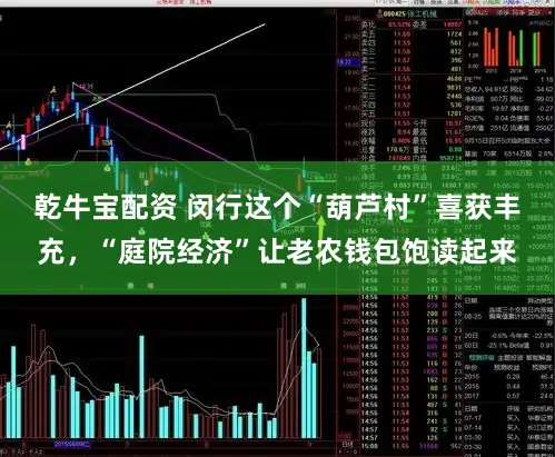 乾牛宝配资 闵行这个“葫芦村”喜获丰充，“庭院经济”让老农钱包饱读起来